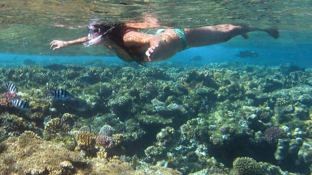 Eine Frau schnorchelt im Meer, um sie herum schwimmen Fische.