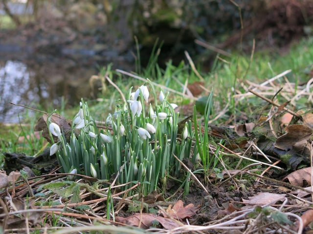 Schneeglöckchen