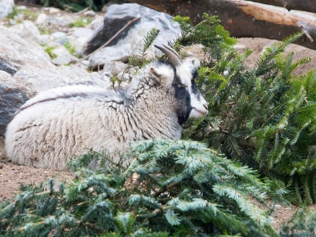 Eine Kaschmirziege mit dem Tannenbaum