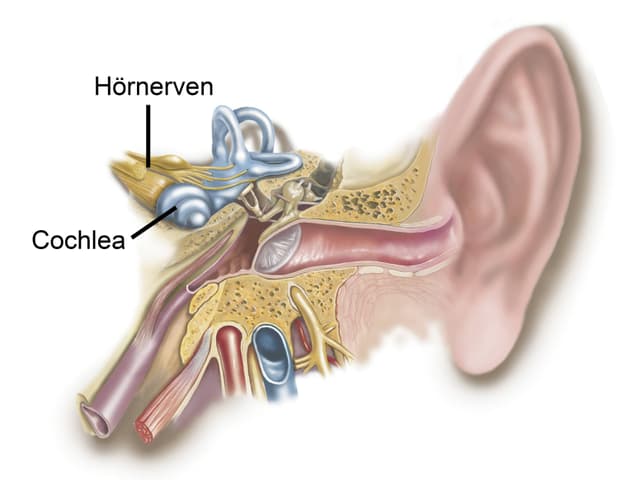 Grafik einer Innenohrs.