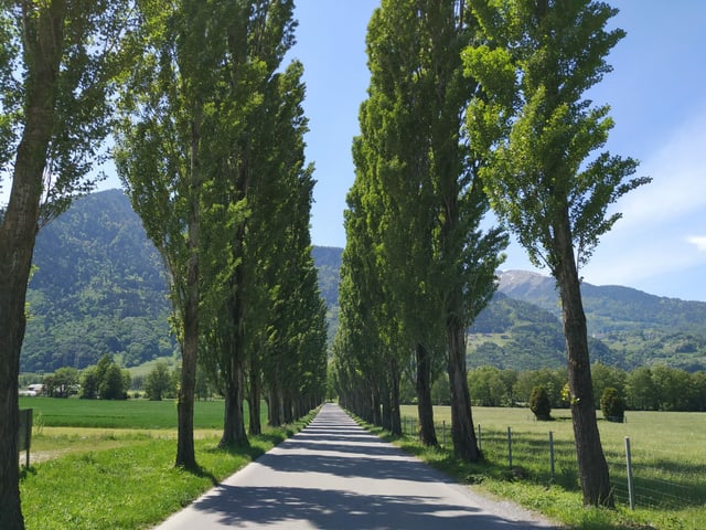 Bäume an einer Strasse