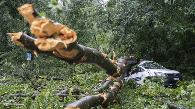 Auto unter Baum begraben.