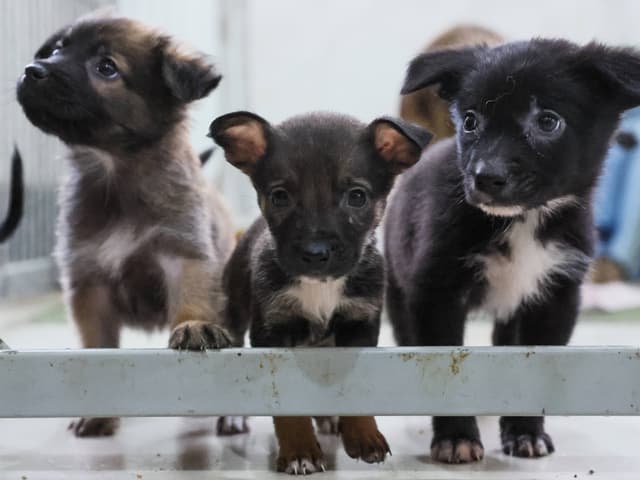 Drei süsse Hundewelpen schauen in die Nähe der Kamera.