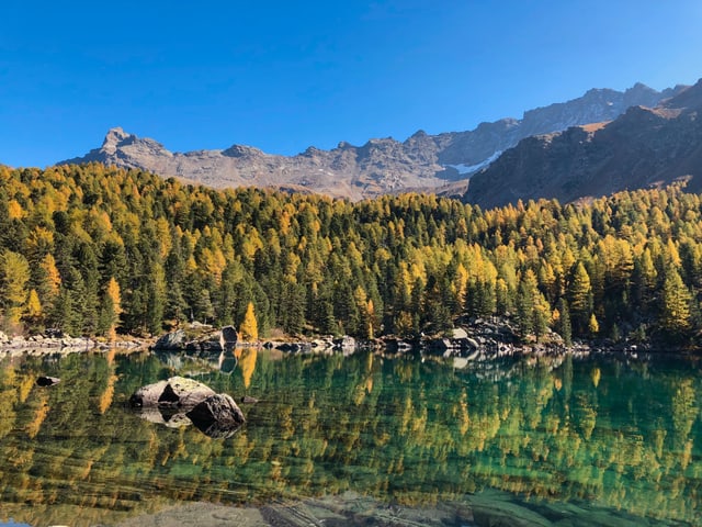 Gelbe Lärchen spiegeln sich im grünen Bergsee.