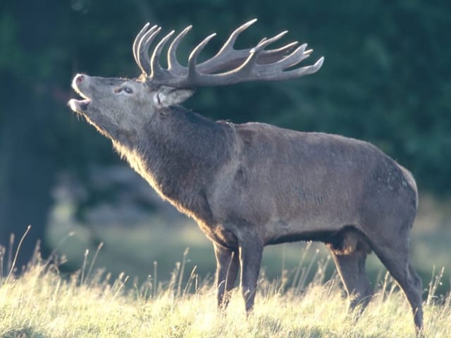 Auf dem Bild ist ein röhrender Hirsch zu sehen.