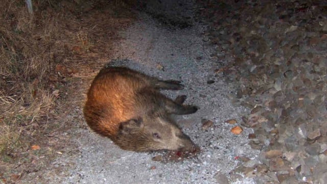 Totes Wildschwein auf einem Spazierweg.