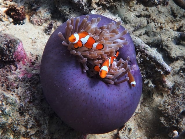 Drei Clownfische verstecken sich in einer Anemone.