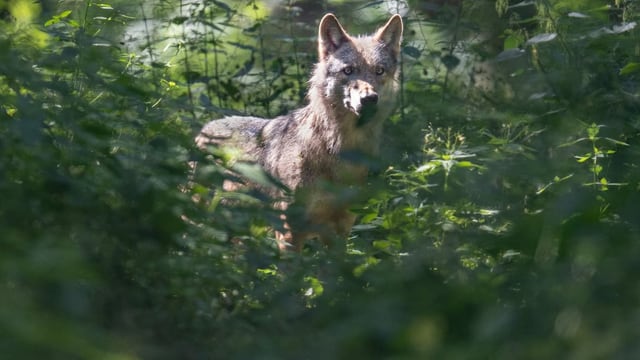 Wolf in Böschung