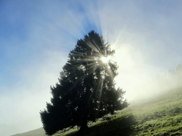 Sonnenstrahlen im Nebel