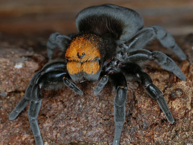 Eine Spinne