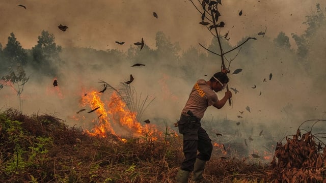 Palmölplantagen auf Borneo