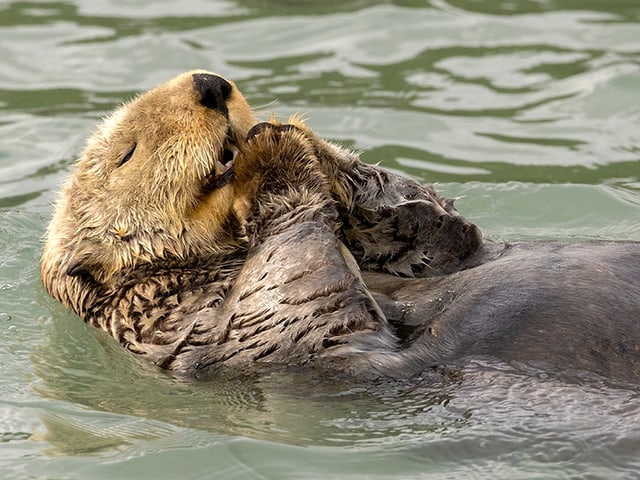 Seeotter schwimmt auf dem Rücken im Wasser.