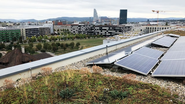 Dachbegrünung in der Stadt Basel