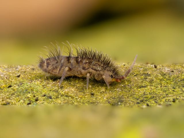 Nahaufnahme eines behaarten Insekts auf Moos.