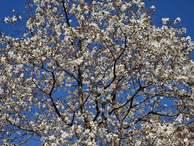 Man erkennt es blau auf weiss - der Frühling ist da.