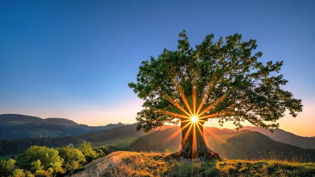 Sonnenuntergang hinter Baum mit wolkenlosem Himmel.