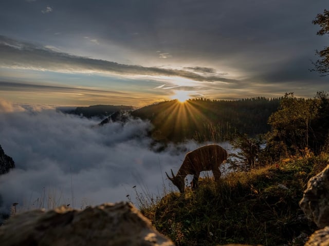 Hirsch im Sonnenuntergang über Wolken.