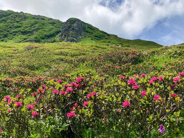 Alpenrose