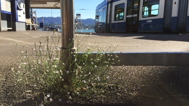 Blumen an einer Tramhaltestelle