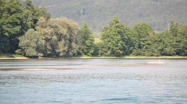 Sandbänke im Hochrhein zwischen Stein am Rhein und Schaffhausen