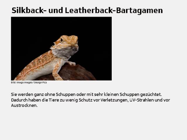 Silkback- und Leatherback-Bartagamen