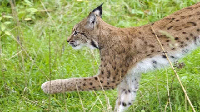 Ein Luchs springt über eine grüne Wiese.