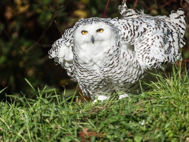 Eine Schneeeule mit erhobenen Flügeln auf Gras.