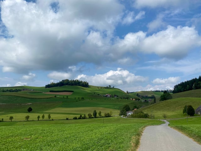 Grüne Landschaft mit Strasse und Wälder.