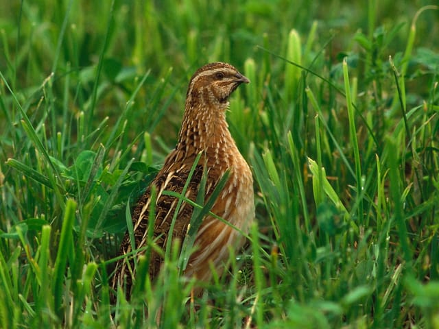 Wachtel im grünen Gras.