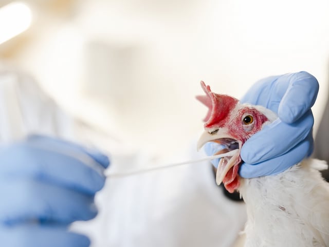 Eine Person mit Schutzhandschuhen macht einen PCR-Abstrich im Mund eines Huhnes.