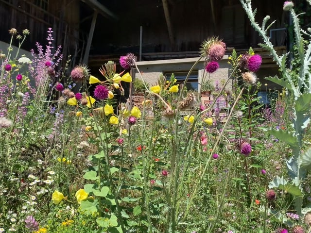 Blumen im Garten