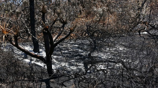 Destruction of fires on Fraser Island