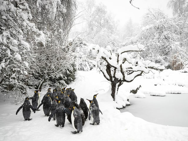 King penguins in the snow