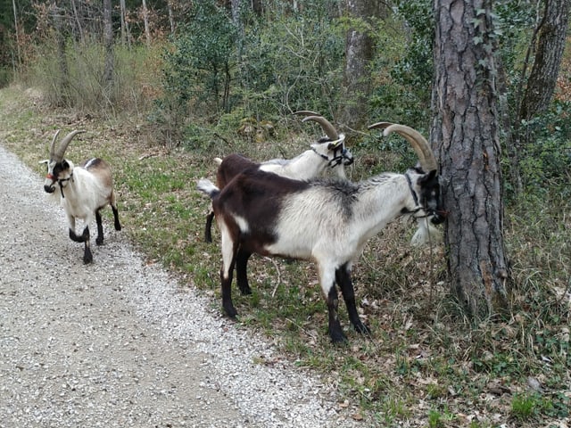 Ziegen laufen frei im Wald herum.