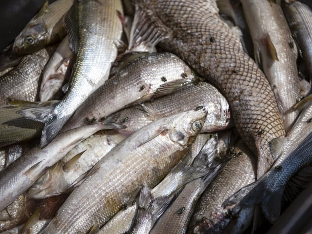 Tote Fische liegen in einem Eimer.