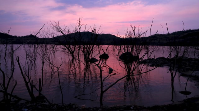 Blick auf ausgedörrte Bäume am venezolanischen Stausee El Guri. Es ist Abend und der Himmel im Süden Venezuelas leuchtet violett.