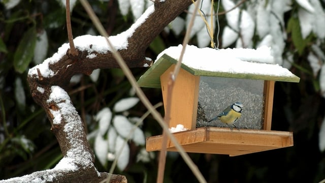 Blaumeise am Futterhaus