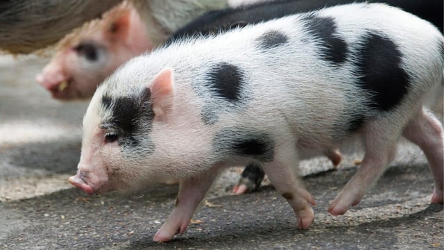 Eine Minipig-Familie auf dem Weg vom Stall ins Aussengehege im Zoo Basel.