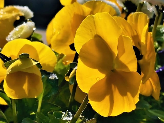 Wunderschöne Frühlingsblumen.