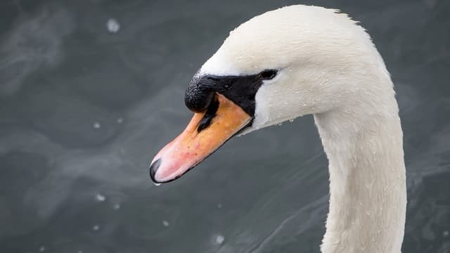 Ein Höckerschwan