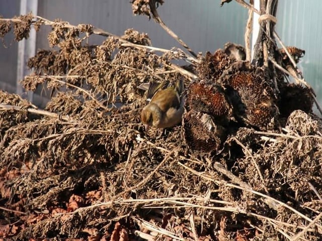 Vogel pickt nach Samen