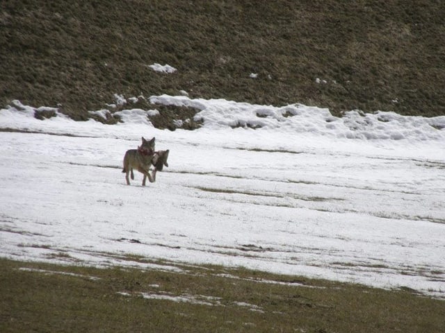 Zwei Jäger stehen auf einem Stein und schauen durch Ferngläser