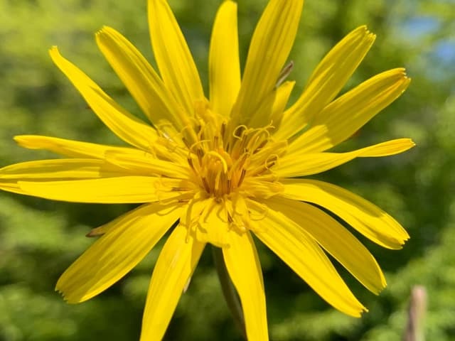 Auf dem Bild ist der Wiesen-Bocksbart zu sehen. Eine dunkelgelbe Blume.