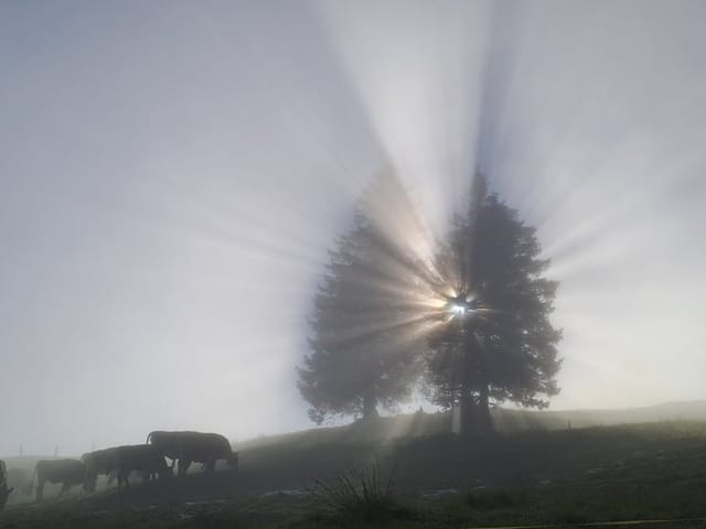 Sonnenstrahlen durch zwei Bäume mit Kühen im Nebel.