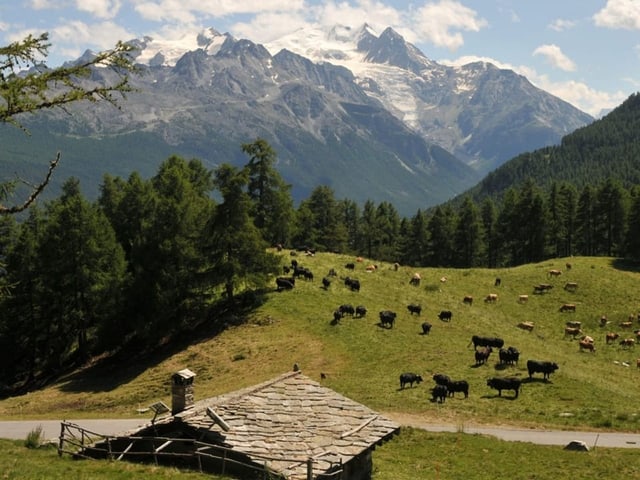 Schwarze Eringer Kühe auf einer Weide. Im Vordergrund eine kleine Hütte mit Steindach und im Hintergrund Berge.