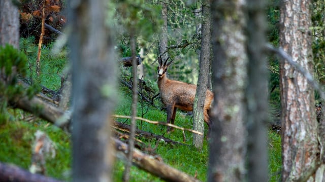 Gams versteckt sich im Dickicht.