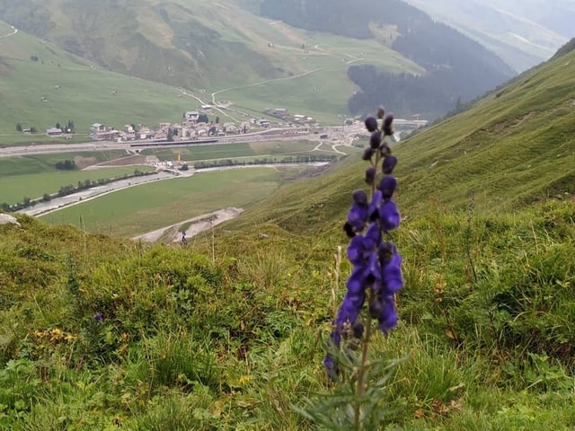 Blume im Vordergrund. Hinten im Tal Hinterrhein mit dem Tunnelnordportal.