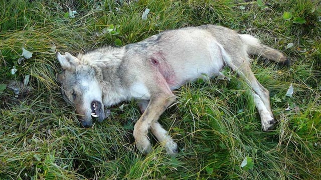 toter Wolf im Gras