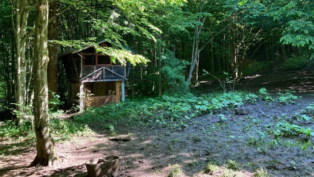 Hochstand am Rand einer Waldlichtung.