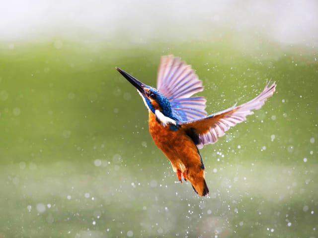 Eisvogel im Flug